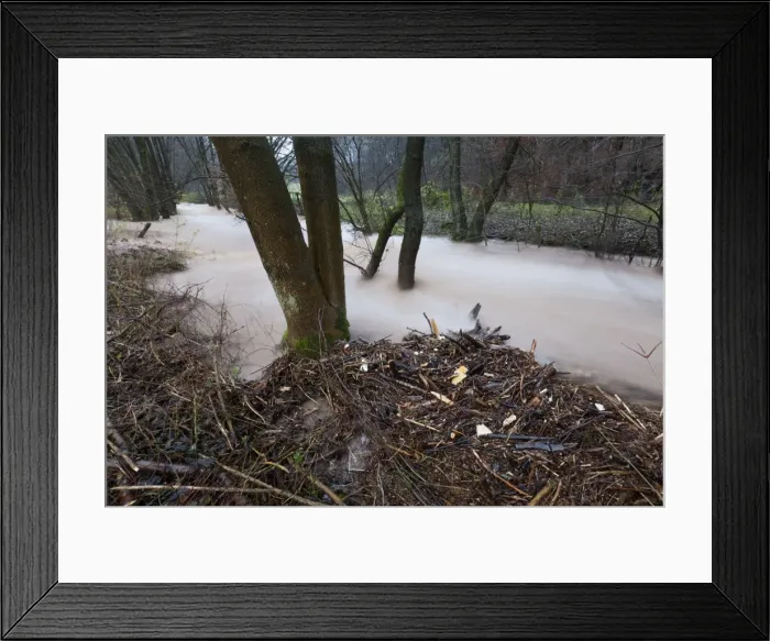 Framed Print : Flash flood - in hill land stream after torrential autumn rain - Lower Saxony - Germany Framed Print : Flash flood - in hill land stream after torrential autumn rain - Lower Saxony - Germany