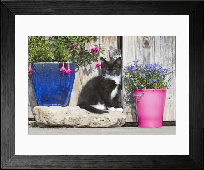 Framed Print : Cat - two kittens beside garden shed - Lower Saxony - Germany Framed Print : Cat - two kittens beside garden shed - Lower Saxony - Germany