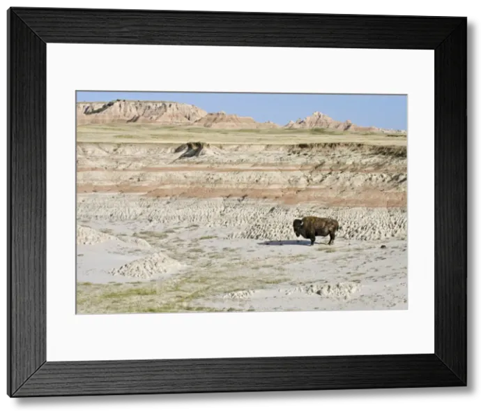 Framed Print : American Bison - bull roaming the Sage Creek Wilderness - Spring - Badlands National Park, South Dakota. _E7A2963 Framed Print : American Bison - bull roaming the Sage Creek Wilderness - Spring - Badlands National Park, South Dakota. _E7A2963
