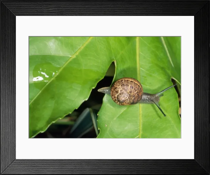 Framed Print : Garden Snail - Slime trail - UK Framed Print : Garden Snail - Slime trail - UK
