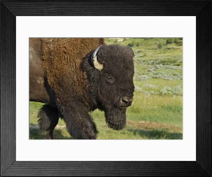 Framed Print : American Bison - bull - Northern Great Plains - Theodore Roosevlet National Park - North Dakota - USA _E7B2819
