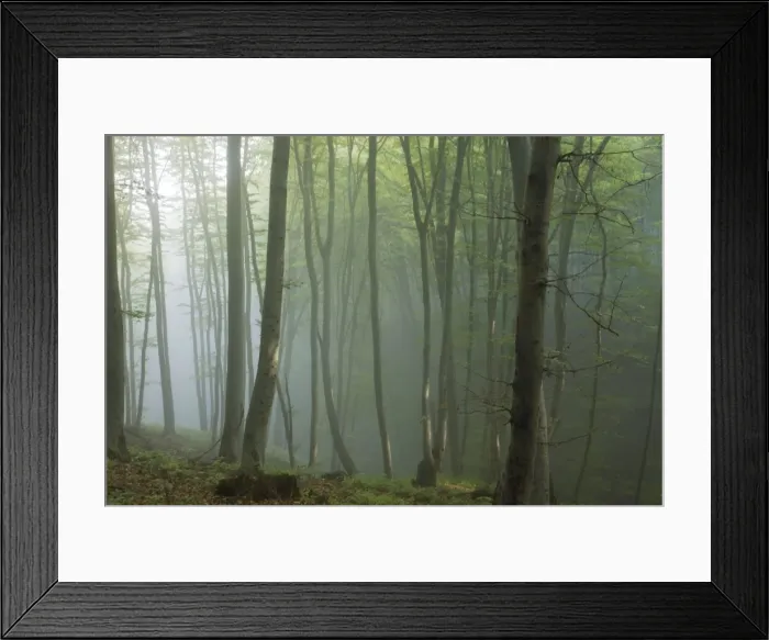 Framed Print : Mixed old beech and hornbeam forest in early morning mist at the Breite, Sigishoara, Romania