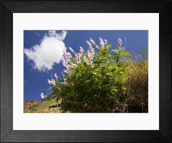 Framed Print : Chainpod - in flower, Rustler's Gulch, Maroon Bells-Snowmass Wilderness, near Crested Butte, The Rockies, Colorado, USA, North America Framed Print : Chainpod - in flower, Rustler's Gulch, Maroon Bells-Snowmass Wilderness, near Crested Butte, The Rockies, Colorado, USA, North America