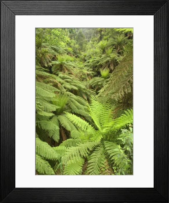 Framed Print : Wet Sclerophyll Forest - very dense cover of tree ferns and ground ferns as understory in a magnificent wet sclerophyll forest - Yarra Ranges National Park, Victoria, Australia Framed Print : Wet Sclerophyll Forest - very dense cover of tree ferns and ground ferns as understory in a magnificent wet sclerophyll forest - Yarra Ranges National Park, Victoria, Australia
