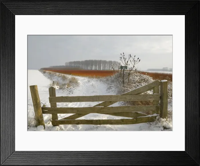 Framed Print : red colouring willow twigs in snowy landscape Framed Print : red colouring willow twigs in snowy landscape