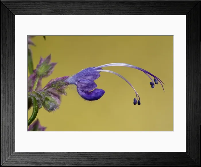 Framed Print : Woolly Blue curls - California Framed Print : Woolly Blue curls - California
