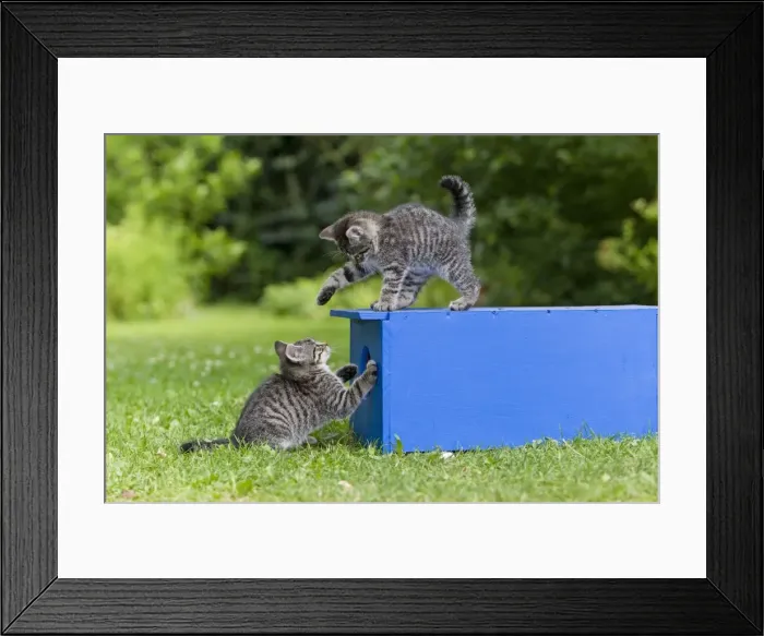 Framed Print : Cat - two kittens playing in garden - Lower Saxony - Germany Framed Print : Cat - two kittens playing in garden - Lower Saxony - Germany