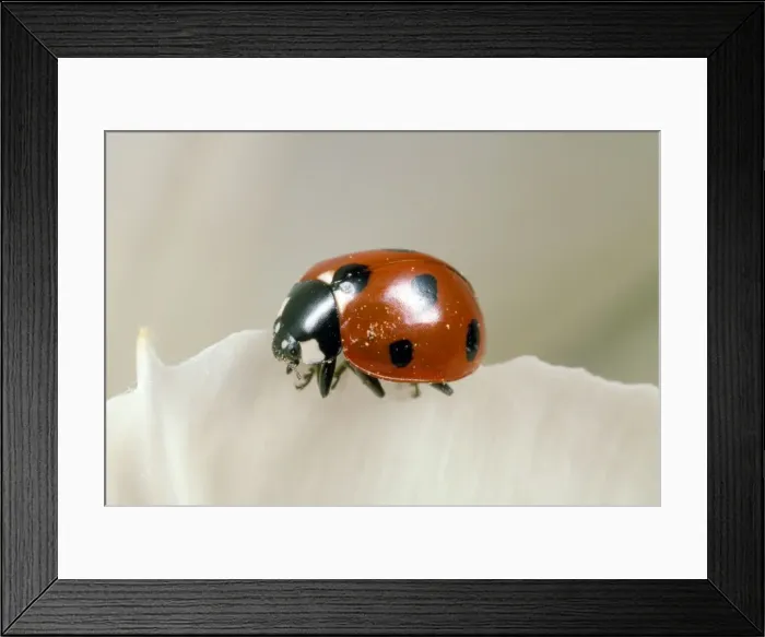 Framed Print : 7-spot Ladybird - UK also know as Coccinella septempunctata Framed Print : 7-spot Ladybird - UK also know as Coccinella septempunctata
