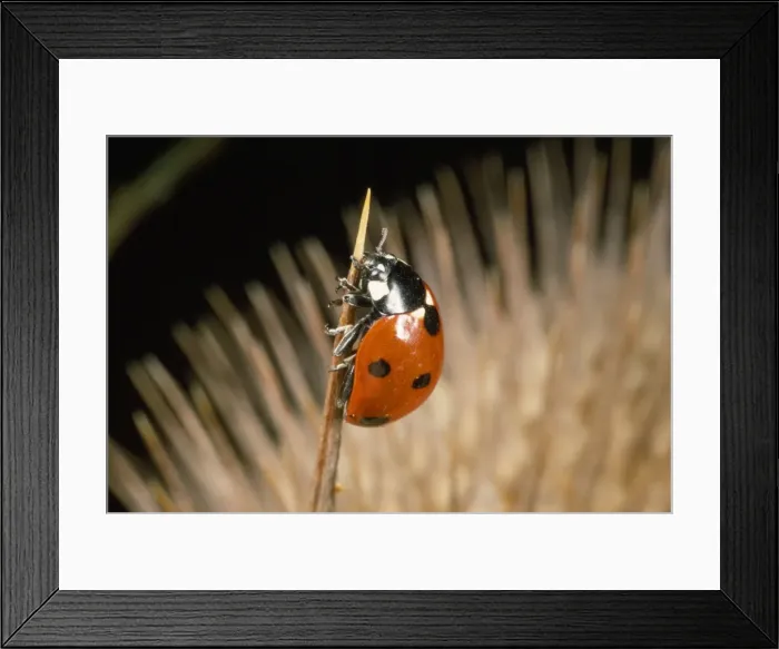 Framed Print : 7-spot Ladybird - on seed head of Teasel - UK also know as Coccinella septempunctata Framed Print : 7-spot Ladybird - on seed head of Teasel - UK also know as Coccinella septempunctata