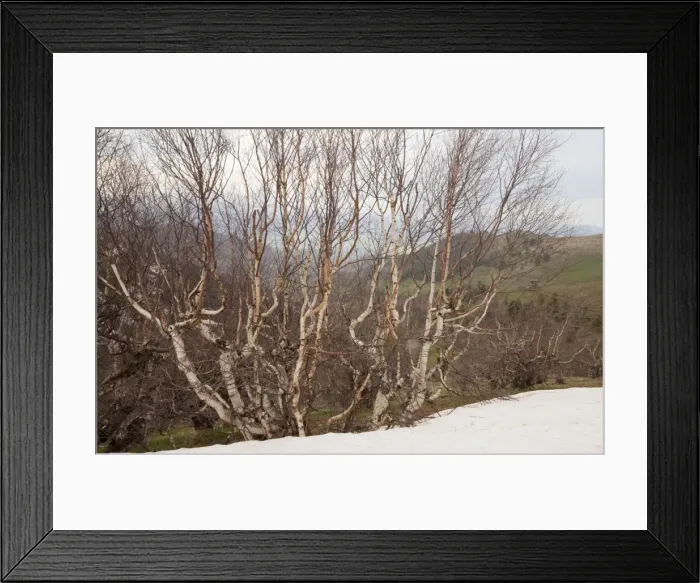 Framed Print : Radde's Birch trees - high in the Lesser Caucasus, Georgia Framed Print : Radde's Birch trees - high in the Lesser Caucasus, Georgia