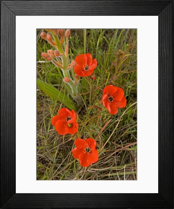 Framed Print : Red Sundew - Darling, South Africa Framed Print : Red Sundew - Darling, South Africa