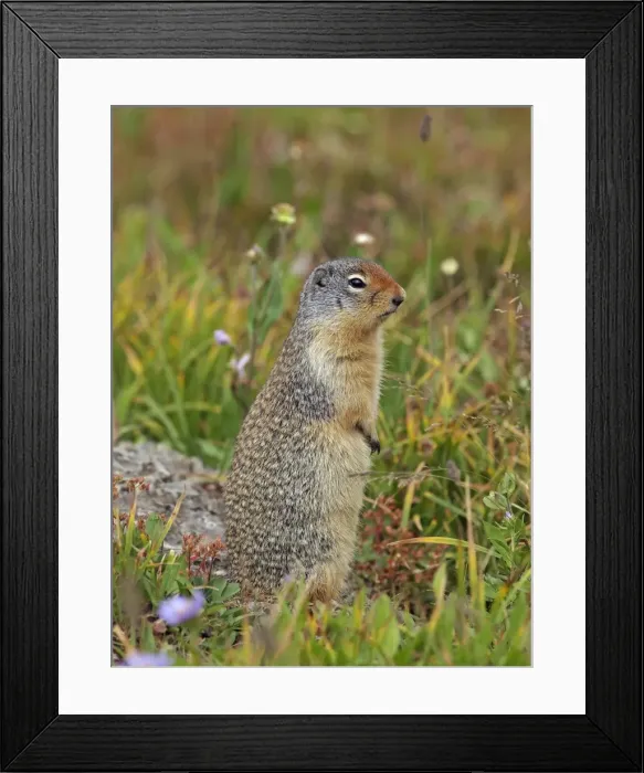 Framed Print : Columbian Ground Squirrel - Glacier National Park - USA Framed Print : Columbian Ground Squirrel - Glacier National Park - USA