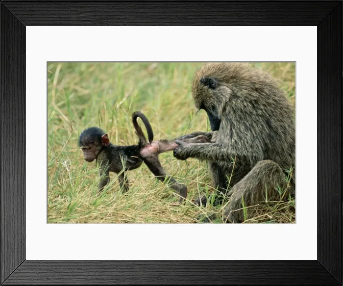 Framed Print : Olive Baboon RS 210 Grooming young, social bonding Papio cynocephalus © Robyn Stewart / ardea. com Framed Print : Olive Baboon RS 210 Grooming young, social bonding Papio cynocephalus © Robyn Stewart / ardea. com