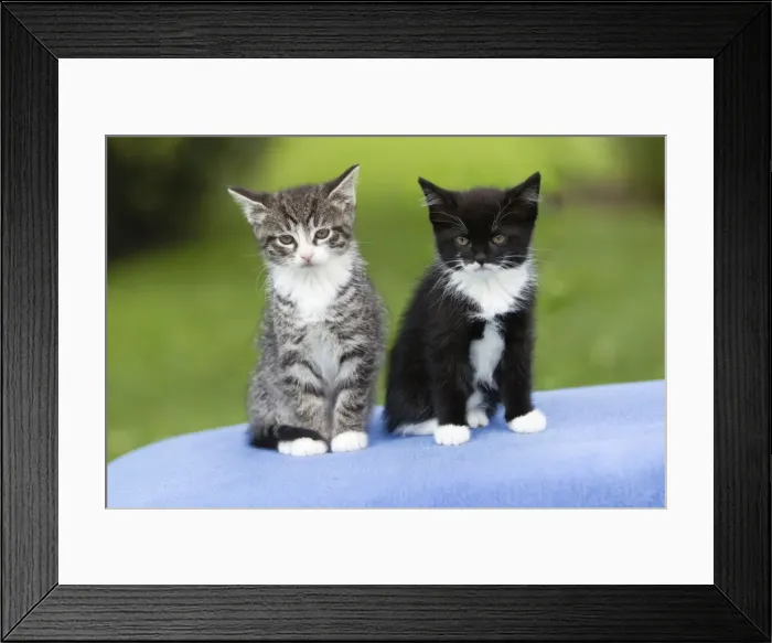 Framed Print : Cat - two kittens sitting together on cushion - outdoors - Lower Saxony - Germany Framed Print : Cat - two kittens sitting together on cushion - outdoors - Lower Saxony - Germany