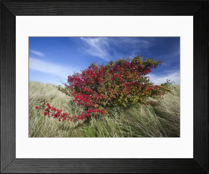 Framed Print : Common Hawthorn - bush full of ripened berries - Northumberland - England Framed Print : Common Hawthorn - bush full of ripened berries - Northumberland - England