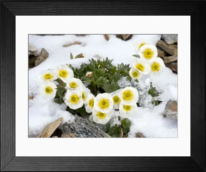 Framed Print : Glacier Crowfoot - flowering through snow at high altitude, c. 3000m. Swiss Alps Framed Print : Glacier Crowfoot - flowering through snow at high altitude, c. 3000m. Swiss Alps