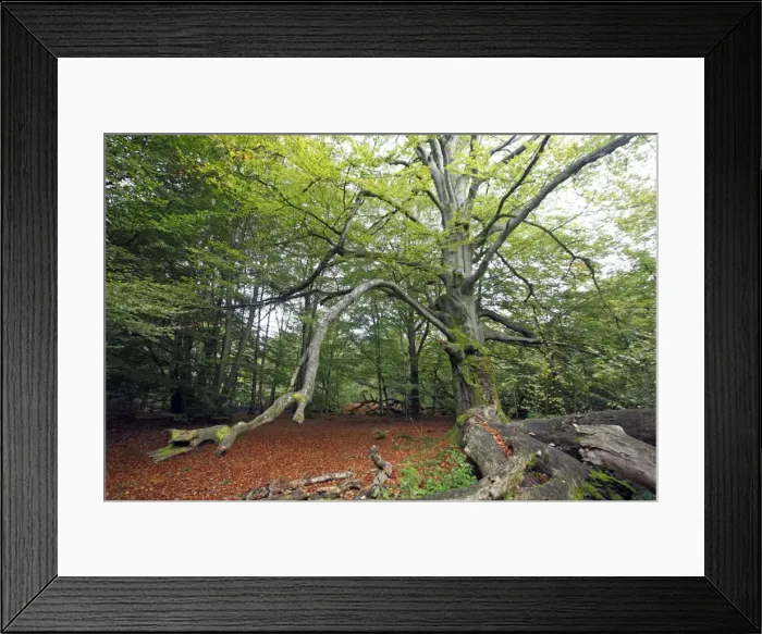 Framed Print : Beech Tree - Ancient Forest in early autumn, Sababurg National Park, North Hessen, Germany Framed Print : Beech Tree - Ancient Forest in early autumn, Sababurg National Park, North Hessen, Germany