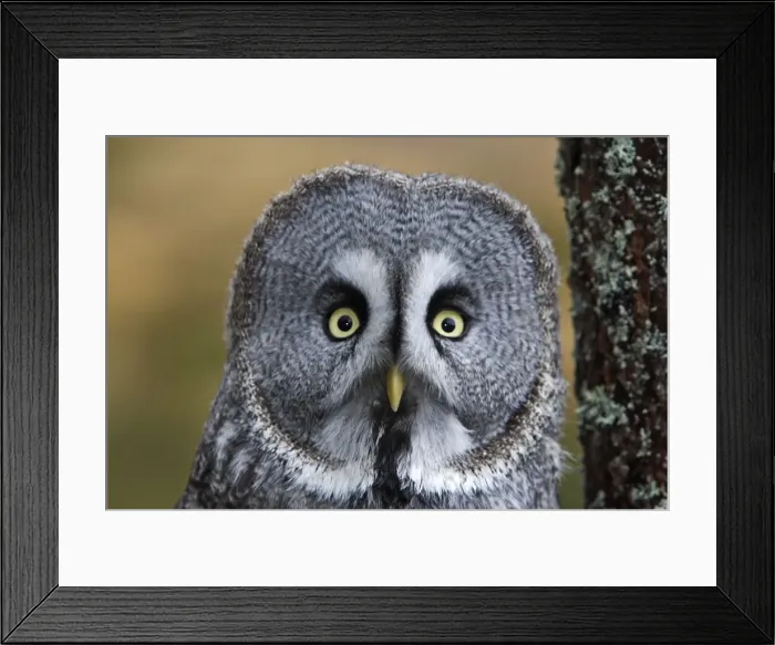 Framed Print : Great Grey Owl Framed Print : Great Grey Owl