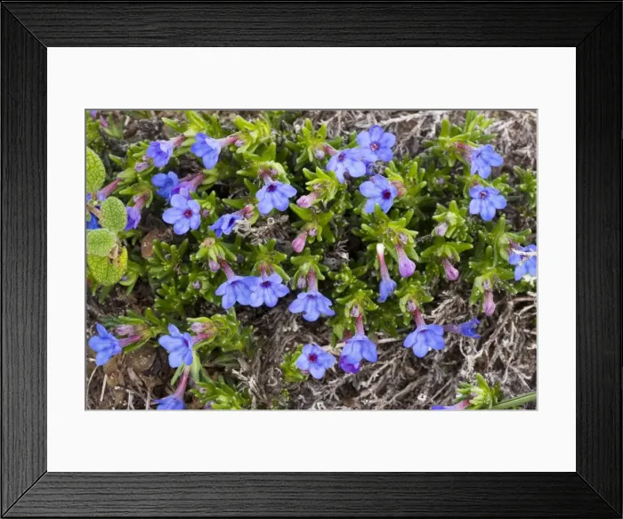 Framed Print : Scrambling Gromwell - in flower; Algarve, Portugal Framed Print : Scrambling Gromwell - in flower; Algarve, Portugal