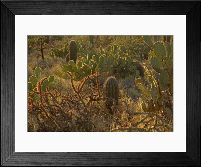 Framed Print : Cacti - Engelmann Prickly Pear / Cow's Tongue Cactus / Cow Tongue Prickly Pear, Saguaros (Carnegiea gigantea), Jumping Cholla / Chainfruit Cholla (Opuntia fulgida) - early spring - Saguaro National Park - Arizona - USA Framed Print : Cacti - Engelmann Prickly Pear / Cow's Tongue Cactus / Cow Tongue Prickly Pear, Saguaros (Carnegiea gigantea), Jumping Cholla / Chainfruit Cholla (Opuntia fulgida) - early spring - Saguaro National Park - Arizona - USA
