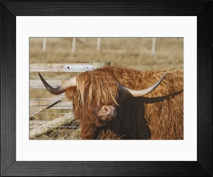 Framed Print : Highland Cattle - Aviemore - Scotland Framed Print : Highland Cattle - Aviemore - Scotland