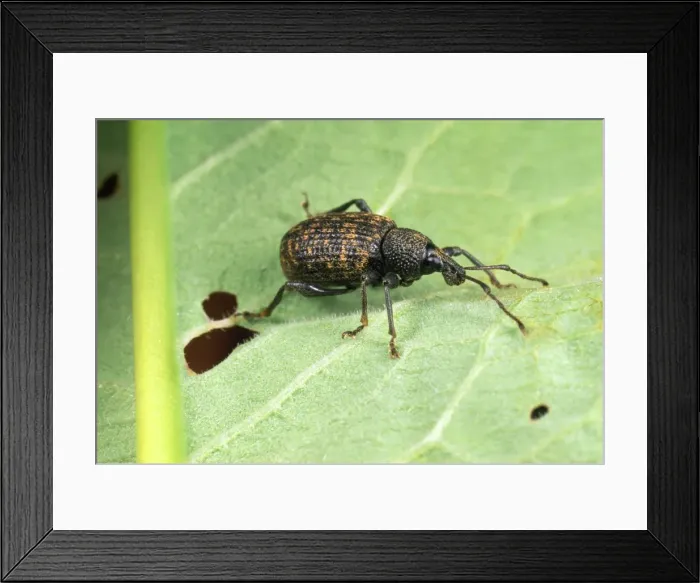 Framed Print : Vine Weevil - adult Framed Print : Vine Weevil - adult