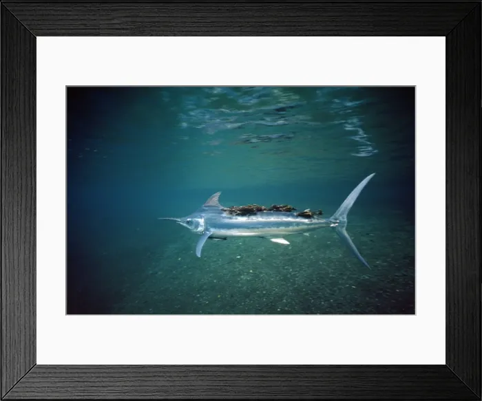 Framed Print : Black Marlin - with parasites Framed Print : Black Marlin - with parasites
