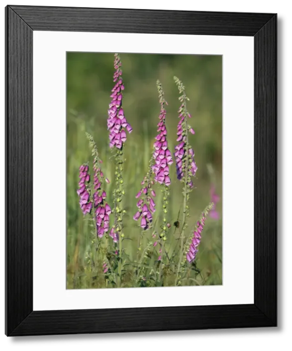 Framed Print : Foxglove - flowering in forest clearing, Lower Saxony, Germany