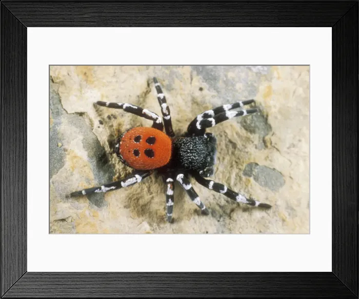 Framed Print : Ladybird Spider USH 326 Male Eresus niger © Duncan Usher / ardea. com Framed Print : Ladybird Spider USH 326 Male Eresus niger © Duncan Usher / ardea. com