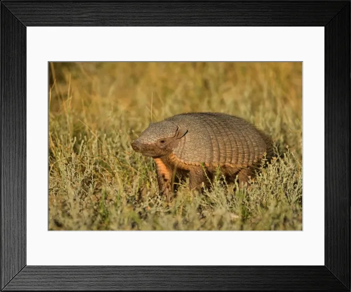 Framed Print : Big Hairy Armadillo / Larger Hairy Armadillo - adult foraging in pampa - Reserva Faunistica Peninsula Valdes - UNESCO World Heritage Site - Atlantic Coast - Patagonia - Argentina - South America Framed Print : Big Hairy Armadillo / Larger Hairy Armadillo - adult foraging in pampa - Reserva Faunistica Peninsula Valdes - UNESCO World Heritage Site - Atlantic Coast - Patagonia - Argentina - South America