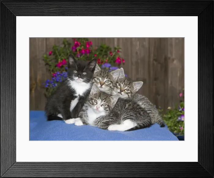 Framed Print : Cat - four kittens sitting together on blanket - outdoors - Lower Saxony - Germany Framed Print : Cat - four kittens sitting together on blanket - outdoors - Lower Saxony - Germany