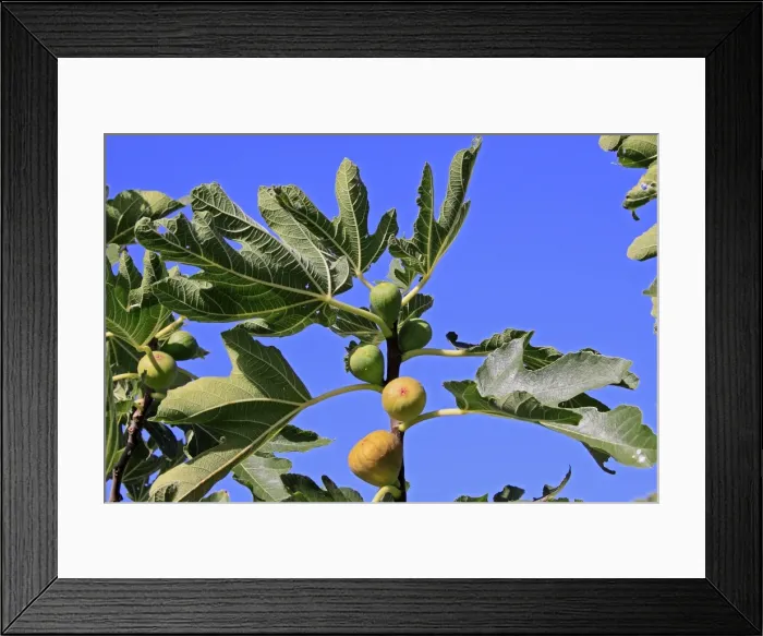 Framed Print : Common Fig - fruit in tree. France Framed Print : Common Fig - fruit in tree. France