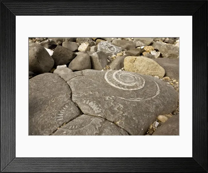 Framed Print : Large fossil ammonites - on the beach near Lyme Regis - World Heritage Jurassic Coast - Dorset - UK Framed Print : Large fossil ammonites - on the beach near Lyme Regis - World Heritage Jurassic Coast - Dorset - UK