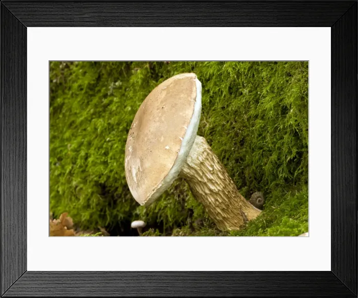 Framed Print : Bitter Bolete fungi - at base of Oak tree - Langley Wood - Wiltshire - UK Framed Print : Bitter Bolete fungi - at base of Oak tree - Langley Wood - Wiltshire - UK