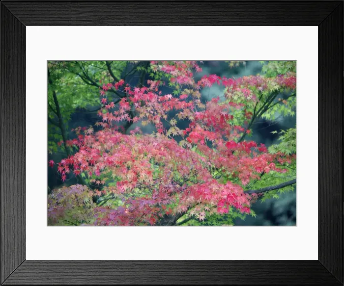 Framed Print : Japanese Maple Tree - autumn - Hessen - Germany Framed Print : Japanese Maple Tree - autumn - Hessen - Germany