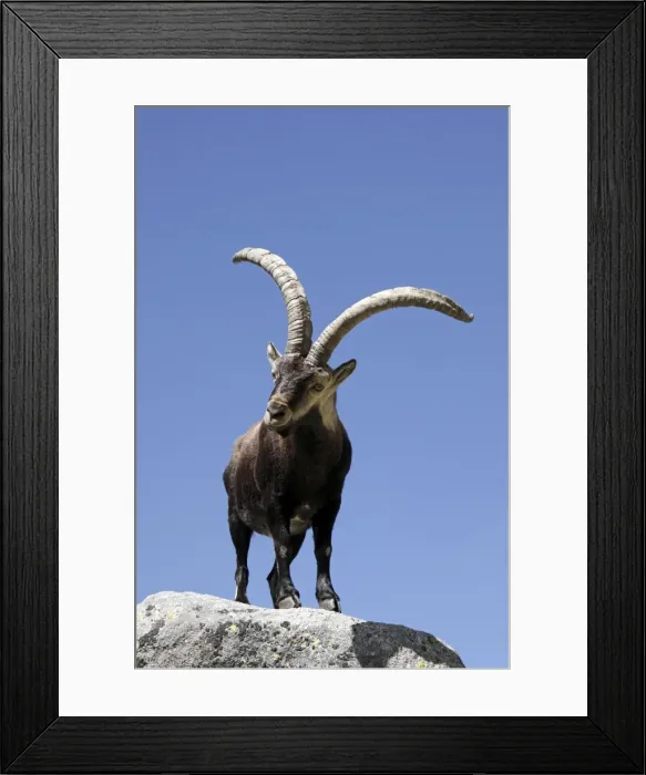 Framed Print : Spanish Ibex - Sierra de Gredos - Spain Framed Print : Spanish Ibex - Sierra de Gredos - Spain