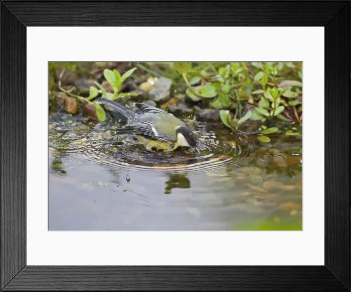 Framed Print : Great Tit - juvenile bathing in garden pond - Lower Saxony - Germany Framed Print : Great Tit - juvenile bathing in garden pond - Lower Saxony - Germany