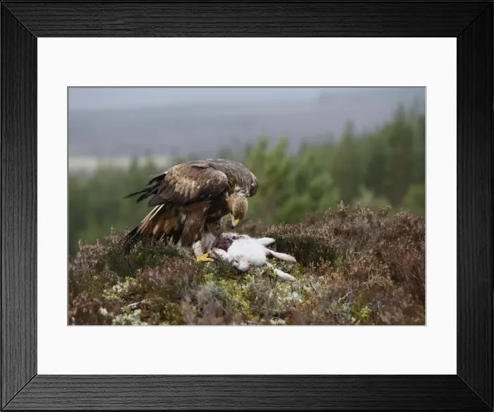 Framed Print : Golden Eagle - feeding on hare. Scottish Moor - Aviemore - Scotland Framed Print : Golden Eagle - feeding on hare. Scottish Moor - Aviemore - Scotland
