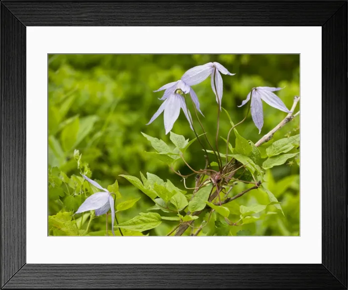 Framed Print : Blue Virgin's Bower / Blue Clematis - Waterton, Canada Framed Print : Blue Virgin's Bower / Blue Clematis - Waterton, Canada