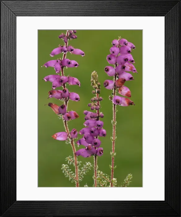 Framed Print : Dorset Heath - in flower - very rare plant in UK - Hartland Moor - Dorset Framed Print : Dorset Heath - in flower - very rare plant in UK - Hartland Moor - Dorset