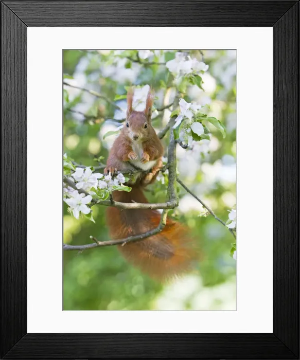 Framed Print : Red Squirrel - sitting in apple tree amongst blossom - in garden - Lower Saxony - Germany Framed Print : Red Squirrel - sitting in apple tree amongst blossom - in garden - Lower Saxony - Germany