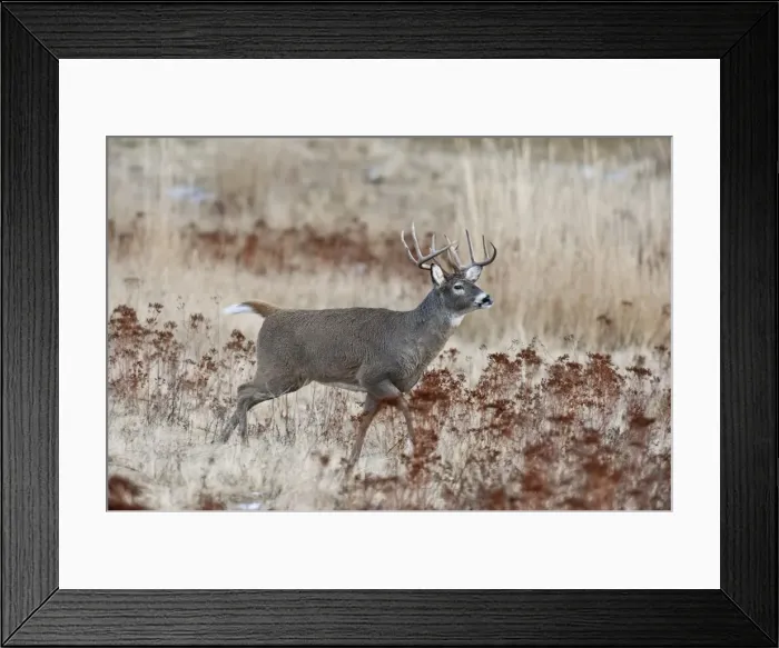 Framed Print : White-tailed Deer - buck running - Autumn - Montana - USA _E1A1603 Framed Print : White-tailed Deer - buck running - Autumn - Montana - USA _E1A1603