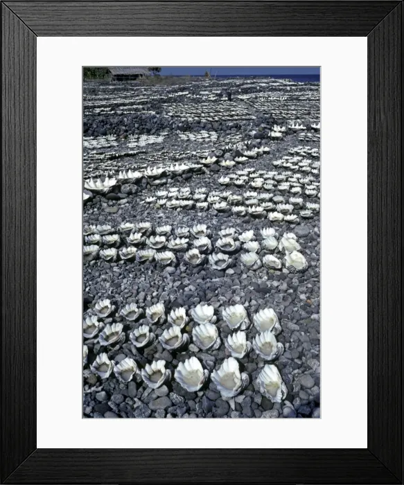 Framed Print : Salt garden - Sea water drying in clam shells is is the only industry in a village on Damar Island. Women constantly add sea water to the shells as the salt dries - Indonesia Framed Print : Salt garden - Sea water drying in clam shells is is the only industry in a village on Damar Island. Women constantly add sea water to the shells as the salt dries - Indonesia