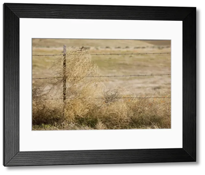 Framed Print : Tumbleweed - caught on barbed-wire fence, southern California Framed Print : Tumbleweed - caught on barbed-wire fence, southern California