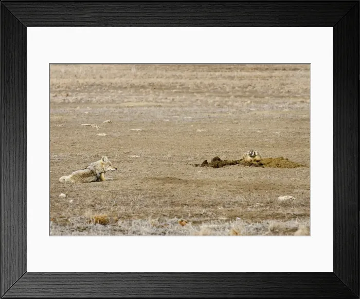 Framed Print : Coyote and American Badger (Taxidea taxus) hunting Black-tailed Prairie Dogs (Cynomys ludovicianus) together in prairie dog colony - Summer - Badlands National Park - Great Plains - South Dakota - USA _E7A2167 Framed Print : Coyote and American Badger (Taxidea taxus) hunting Black-tailed Prairie Dogs (Cynomys ludovicianus) together in prairie dog colony - Summer - Badlands National Park - Great Plains - South Dakota - USA _E7A2167