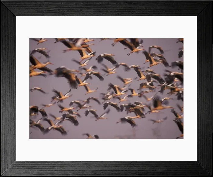 Framed Print : White Stork USH 388 Flock flying early morning on migration north through Jordan Valley, Israel Ciconia ciconia © Duncan Usher / ardea. com Framed Print : White Stork USH 388 Flock flying early morning on migration north through Jordan Valley, Israel Ciconia ciconia © Duncan Usher / ardea. com