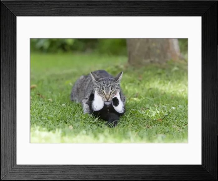 Framed Print : Cat - kitten playing with mother in garden - Lower Saxony - Germany Framed Print : Cat - kitten playing with mother in garden - Lower Saxony - Germany