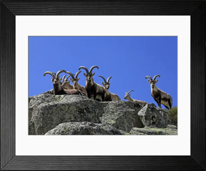Framed Print : Spanish Ibex - Sierra de Gredos - Spain Framed Print : Spanish Ibex - Sierra de Gredos - Spain