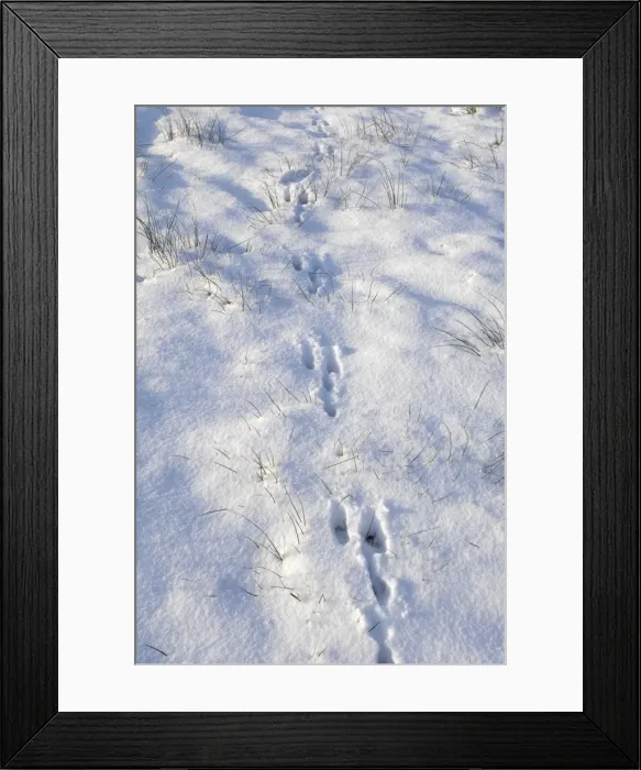 Framed Print : Common / European Hare - tracks in the snow - Overijssel - The Netherlands Framed Print : Common / European Hare - tracks in the snow - Overijssel - The Netherlands