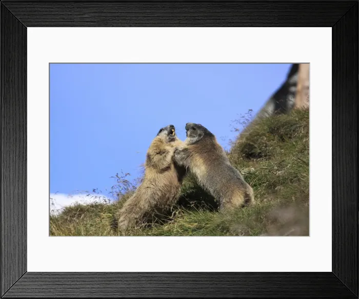Framed Print : Alpine Marmot - pair fighting - Europe Framed Print : Alpine Marmot - pair fighting - Europe